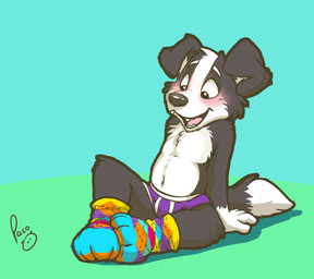 anthro argyle_(pattern) black_body black_eyes black_fur black_tail blue_briefs blue_clothing blue_underwear blush briefs briefs_only clothed clothing dipstick_tail feet_together footwear fur gloves_(marking) legwear male markings multicolored_body multicolored_fur multicolored_tail open_mouth pink_blush socks solo tail tail_markings teeth tongue topless two_tone_body two_tone_fur underwear underwear_only white_body white_fur white_seam_briefs white_tail young young_anthro pandapaco roni_(imroni) border_collie canid canine canis collie domestic_dog herding_dog mammal pastoral_dog sheepdog 2016 alternate_version_at_source source_request