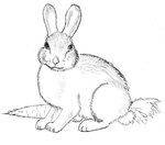 ambiguous_gender carrot feral food fur internet_history plant simple_background solo vegetable white_background white_body white_fur malen'kiy_prints_(y2k) creepypasta lagomorph leporid mammal rabbit low_res meme meme_origin monochrome traditional_media_(artwork)