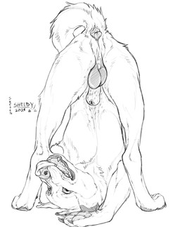 animal_genitalia animal_penis anus balls canine_genitalia canine_penis claws closed_sheath_slit fangs feral fully_sheathed genitals male male_feral open_mouth pawpads penis sheath sheath_slit simple_background solo teeth tongue tongue_out sketchy_shelby canid canine mammal 2024 dated hi_res monochrome signature sketch