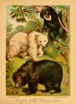 ambiguous_gender black_body black_fur claws feral fur group paws plant quadruped text tongue tongue_out trio white_body white_fur hugh_craig public_domain bear mammal sloth_bear sun_bear syrian_bear ursine 1897 19th_century absurd_res ancient_art biological_illustration hi_res technical_illustration traditional_media_(artwork) zoological_illustration