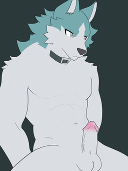 anthro blue_body blue_fur circumcised collar collar_only erection fur genitals grey_background grey_body grey_eyes grey_fur male muscular muscular_male nude penis simple_background solo hikaridraws brand_new_animal studio_trigger shirou_ogami canid canine canis mammal wolf 3:4 absurd_res hi_res