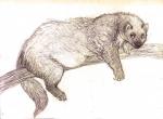 female feral outside solo oddwilds gulonine mammal marten mustelid musteline 2015 sketch