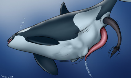 abdominal_bulge almost_fully_inside ambiguous_gender ambiguous_prey anal anal_vore animal_genitalia animal_penis anus belly big_belly black_body black_scales bodily_fluids body_outline bubble cetacean_genitalia cetacean_penis cum cum_in_water cumshot duo ejaculation erection eyes_closed feral feral_pred feral_prey genital_fluids genital_slit genitals imprint male male_pred open_mouth penis scales tail tapering_penis text vore year dolorcin mythology aquatic cetacean dolphin dragon mammal mythological_creature mythological_scalie oceanic_dolphin orca scalie toothed_whale 2023 artist_name dated