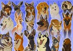 ambiguous_gender countershade_face countershade_fur countershading feral floppy_ears fur group inner_ear_fluff open_mouth open_smile smile tongue tongue_out tuft white_body white_fur panthera_arven african_wild_dog bat-eared_fox bird_dog black-backed_jackal bush_dog canid canine canis coyote domestic_dog fennec_fox fox german_shepherd golden_retriever grey_fox herding_dog hunting_dog husky jackal mammal maned_wolf nordic_sled_dog pastoral_dog raccoon_dog red_fox red_wolf retriever spitz tibetan_sand_fox true_fox urocyon wolf hi_res