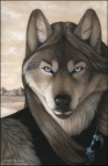 anthro beard blue_eyes facial_hair jewelry male necklace outside plains solo northwolf canid canine canis mammal wolf bust_portrait portrait