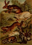 ambiguous_gender feral fur grass group plant quadruped scut_tail short_tail striped_body striped_fur stripes tail whiskers hugh_craig public_domain hare lagomorph leporid mammal rabbit 1897 19th_century absurd_res ancient_art hi_res traditional_media_(artwork)