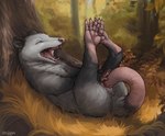 anatomically_correct anatomically_correct_genitalia animal_genitalia autopenetration bodily_fluids cloaca cloaca_juice cloacal cloacal_masturbation cloacal_penetration detailed_background eyes_closed fangs feet female feral forest fur genital_fluids genitals grey_body grey_fur hands_on_tail lying marsupial_genitalia masturbation on_back open_mouth outside penetration plant soles solo tail tail_fetish tail_in_cloaca tail_in_own_cloaca tail_insertion tail_masturbation tail_play teeth toes tree whiskers difetra american_opossum mammal marsupial virginia_opossum 2022