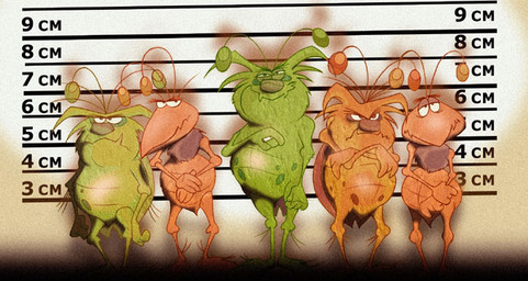 4_fingers angry antennae_(anatomy) anthro arthropod_abdomen beak belly bent_legs big_belly biped body_hair bottom_heavy brown_body brown_nose casual_nudity chart chart_background chest_hair cigar cigarette crossed_arms featureless_feet feet fingers floating_eyebrows frown fuzzy_eyebrows glance glistening glistening_belly green_body grin grinning_at_viewer group grumpy hair half-closed_eyes hand_on_arm hand_on_own_arm holding_cigar holding_cigarette holding_object holding_own_arm humanoid_hands insect_wings lineup looking_aside looking_at_viewer male mascot narrowed_eyes neck_tuft nude nude_anthro nude_male overweight overweight_anthro overweight_male parody pear-shaped_figure plantigrade police_lineup sketchy skinny skinny_anthro skinny_male slightly_chubby slightly_chubby_anthro slightly_chubby_male slim slim_anthro slim_male smile smiling_at_viewer smirk smirking_at_viewer smug smug_expression smug_eyes smug_face smug_grin snaggle_teeth snaggle_tooth spots standing toony tuft wavy_mouth white_sclera wide_hips wings don_pegler raid_(brand) the_usual_suspects raid_bugs ant arthropod blattodean cockroach hymenopteran insect 1996 colored colored_sketch concept_art official_art painting_(artwork) shaded sketch traditional_media_(artwork) traditional_painting_(artwork)
