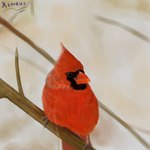 feathers feral fluffy looking_at_viewer male nature outside photorealism sitting_on_branch smile smirk tail tail_feathers xcoreus avian bird cardinal_(bird) northern_cardinal oscine passerine 1:1 absurd_res hi_res signature