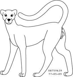 animal_genitalia anus balls feral genitals long_tail looking_at_viewer male nude raised_tail sheath side_view simple_background solo standing tail white_background urbanhermit felid feline mammal 1977 20th_century ancient_art black_and_white dated low_res monochrome