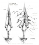 animal_genitalia anus border clitoris clitoris_piercing cloaca cloacal_piercing dragon ecmajor english_text female feral furgonomics furry-specific_piercing genital_piercing genitals grey_border greyscale monochrome mythological_creature mythological_scalie mythology piercing scalie solo spread_cloaca spreading text the_more_you_know traditional_media_(artwork) vertical_cloaca