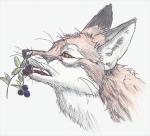 berry eating feral food fruit leaf plant solo tongue tongue_out whiskers yellow_eyes corsack pinita canid canine fox mammal