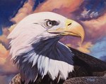 ambiguous_gender beak brown_body brown_feathers cloud feathers feral realistic sky solo white_body white_eyes white_feathers yuezeng-mn accipitrid accipitriform avian bald_eagle bird eagle sea_eagle 2019 5:4 formal_art oil_painting_(artwork) painting_(artwork) traditional_media_(artwork)