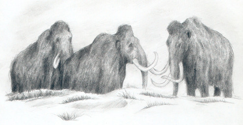 fatty_humps feral fur grass group plant proboscis_(anatomy) quadruped snow trio trunk_(anatomy) tusks mihin89 elephantid mammal mammoth prehistoric_species proboscidean woolly_mammoth 2011 sketch