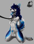 anatomically_correct anatomically_correct_genitalia anatomically_correct_penis animal_genitalia animal_penis anthro balls begging begging_pose biped blue_body blue_eyes blue_fur bodily_fluids canine_genitalia canine_penis collar collar_tag cum curled curled_tail dripping drooling fluffy fur gag gagged gagged_drooling genital_fluids genitals hair hypnosis jewelry kneeling leash lipstick long_hair makeup male mind_control object_in_mouth paws penis pose precum saliva sexual_barrier_device sheath simple_background solo spread_legs spreading submissive submissive_male tail codestrike strike canid canine canis domestic_dog husky mammal nordic_sled_dog spitz 2021 absurd_res hi_res