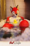 bathtub curtains curtains_closed fur golden_curtains realistic red_body red_fur rubber_duck bad_wulfie red_wulfie cycles canid canine canis mammal wolf 3d_(artwork) blender_(artwork) digital_media_(artwork) hi_res