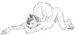 anthro ass_up erection femboy fur genitals humanoid_genitalia humanoid_penis male nude penis simple_background solo white_background white_body white_fur hahazzar canid canine canis coyote mammal hi_res sketch