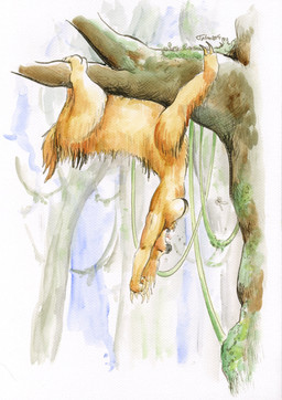 2_toes black_body black_fur branch breasts brown_body brown_fur brown_tail claws clinging dangling eyes_closed facial_markings featureless_breasts feet female forest fur hands_above_head hanging_by_feet hanging_from_branch head_markings in_tree jungle long_claws markings medium_breasts multicolored_body multicolored_fur muzzle_(marking) nature nude open_mouth outside pink_tongue plant quadruped raised_arm shadow short_tail side_view snout snout_markings soft_focus solo stretching tail toe_claws toes tongue tree two_tone_body two_tone_fur upside_down vines yawn yellow_claws cervelet mammal pilosan sloth taur two-toed_sloth xenarthran 2014 full-length_portrait hatching_(art) hi_res painting_(artwork) portrait shaded signature traditional_media_(artwork) traditional_painting_(artwork) traditional_watercolor_(artwork) watercolor_(artwork)