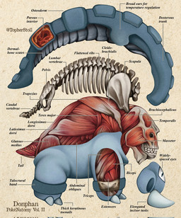 ambiguous_gender anatomical_diagram anatomical_study anatomy anatomy_chart blue_body blue_eyes bone chart cross_section feral full-body looking_aside looking_at_viewer mouth_closed paper_background quadruped rib_cage side_view simple_background skeleton solo tail tan_background teeth text tusks twitter_handle white_sclera x-ray_view christopher_stoll nintendo pokemon pokenatomy donphan generation_2_pokemon pokemon_(species) 2022 biological_illustration copyright_name digital_drawing_(artwork) digital_media_(artwork) english_text exploded-view_drawing hi_res species_name technical_illustration
