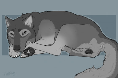 animal_genitalia animal_vulva anus black_pawpads black_vulva canine_genitalia canine_vulva cheek_tuft facial_tuft female female_feral feral fur genitals glistening glistening_eyes grey_body grey_eyes grey_fur lying mouth_closed on_front pawpads side_view simple_background solo tuft vulva whiskers sketchy_shelby canid canine mammal 2025 dated hi_res signature
