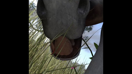 day duo female feral grassland light micro outside plant predator/prey riding sunlight tongue tree vore tiffany equid equine horse human mammal 16:9 3d_(artwork) 3d_animation animated digital_media_(artwork) hi_res huge_filesize no_sound short_playtime webm widescreen