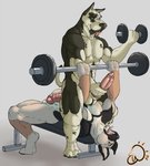 animal_genitalia animal_penis anthro barbell bench_press big_penis canine_genitalia canine_penis digitigrade dumbbell duo exercise genitals holding_penis knot lying male male/male muscular muscular_male nude on_back open_mouth penis tongue tongue_out weightlifting weights workout exawolf mixer1981 canid canine canis domestic_dog german_shepherd great_dane herding_dog mammal mastiff molosser pastoral_dog