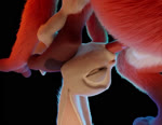 3_toes anthro anthro_on_anthro anthro_penetrated anthro_penetrating balls barefoot big_dom_small_sub big_ears blush deep_throat dominant duo erection feet fellatio female female_focus fur gagging genitals grey_body grey_fur interspecies larger_male male male/female moan oral oral_penetration paws penetration penile penile_penetration sex short_stack size_difference smaller_female smaller_penetrated soles toes lewd_factory sound_warning dopyteskat_(modeler) lewddmon_(va) misuzugon_(va) rockyrcoon_(modeler) disney zootopia judy_hopps nick_wilde canid canine fox lagomorph leporid mammal rabbit 3d_(artwork) 3d_animation animated digital_media_(artwork) sound webm