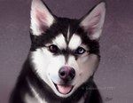 ambiguous_gender black_body black_fur feral fur heterochromia looking_at_viewer mile open_mouth photorealism smile solo tongue white_body white_fur goldendruid canid canine canis domestic_dog husky mammal nordic_sled_dog spitz 2021 bust_portrait digital_media_(artwork) portrait