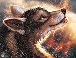 black_nose blep day detailed_background feral male outside pale_eyes raining solo tongue tongue_out flashw rakan canid canine canis coyote mammal 2022 digital_media_(artwork) digital_painting_(artwork) headshot_portrait painting_(artwork) portrait