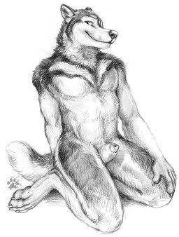 animal_genitalia anthro claws finger_claws fur genitals kneeling looking_at_viewer male nude nude_anthro nude_male pawpads paws penis penis_tip pointy_ears prick_ears sheath simple_background solo tail toe_claws white_background blotch scratches_volume_6 alaskan_malamute canid canine canis domestic_dog mammal nordic_sled_dog spitz 2012 hi_res monochrome traditional_media_(artwork)
