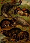 ambiguous_gender claws feral fur group paws plant prehensile_tail quadruped quills_(anatomy) tail whiskers hugh_craig public_domain agouti brazilian_porcupine capybara caviid coendou guinea_pig mammal new_world_porcupine paca porcupine rodent 1897 19th_century absurd_res ancient_art hi_res traditional_media_(artwork)