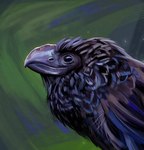 ambiguous_gender beak black_body black_feathers feathers feral simple_background solo rappenem cc-by-nc creative_commons avian bird corvid corvus_(genus) oscine passerine raven absurd_res detailed digital_media_(artwork) digital_painting_(artwork) hi_res painting_(artwork)