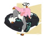 anthro bottomless bottomless_anthro bottomless_male claws clothed clothing erection genitals hoodie knot male motor_vehicle pawpads penis pink_clothing pink_hoodie pink_topwear sitting_on_car sitting_on_vehicle smug solo spots topwear jayfrid honda honda_civic kiba_aussie australian_shepherd canid canine canis domestic_dog herding_dog mammal pastoral_dog sheepdog