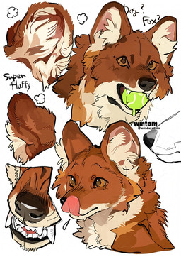 ambiguous_gender ball brown_body brown_fur fangs feral fur grey_body grey_fur inner_ear_fluff monotone_background mouth_closed open_mouth sharp_teeth simple_background solo teeth tennis_ball tennis_ball_in_mouth text tongue tongue_out tuft white_background wintom canid canine dhole mammal artist_name digital_drawing_(artwork) digital_media_(artwork) english_text