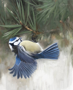 black_eyes black_markings blue_body blue_feathers branch evergreen_tree feathers feral markings multicolored_body multicolored_feathers on_branch pine_tree plant solo spread_wings tan_body tan_feathers tree white_body white_feathers wings renum63 avian bird eurasian_blue_tit oscine passerine tit_(bird) 2014 artrage_(artwork) digital_media_(artwork)