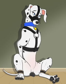 anatomically_correct anatomically_correct_genitalia anatomically_correct_vulva animal_genitalia animal_vulva bdsm belly_blush black_nose black_pawpads black_vulva blue_eyes blush body_blush bondage bound canine_genitalia canine_vulva canine_vulva_from_the_front claws collar eyelashes female feral floppy_ears fur genitals hands_behind_back harness markings muzzle_(object) muzzled pawpads sitting solo spots spotted_body spotted_fur vulva white_body white_fur conditional_dnp psy101 101_dalmatians disney perdita canid canine canis dalmatian domestic_dog mammal 2023 hi_res
