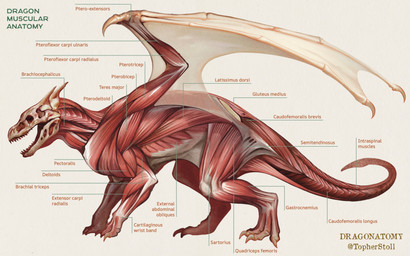 2_horns ambiguous_gender anatomical_diagram anatomical_study anatomy anatomy_chart bone chart claws feet feral horn membrane_(anatomy) membranous_wings open_mouth quadruped realistic side_view simple_background skull solo tail tan_background teeth text twitter_handle wing_claws wings christopher_stoll dragonatomy mythology dragon mythological_creature mythological_scalie scalie 16:10 2025 biological_illustration copyright_name digital_drawing_(artwork) digital_media_(artwork) english_text hi_res technical_illustration widescreen