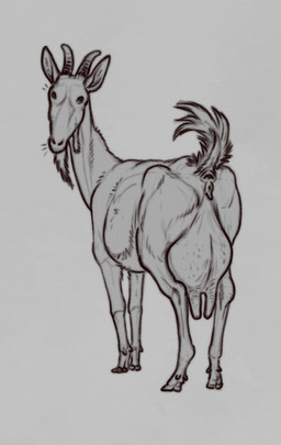 animal_genitalia anus avian_caruncle dewlap_(anatomy) feral genitals hooves horn tail tail_flagged teats udders vulva wattle technesaurus alpine_goat bovid caprine domestic_goat goat mammal flagging_(disambiguation) hi_res sketch