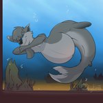 aquarium belly big_belly fur grey_body grey_fur in_aquarium male pregnant pregnant_male public_aquarium split_form vivarium moblie canid canine canis mammal marine merfolk wolf 1:1 hi_res