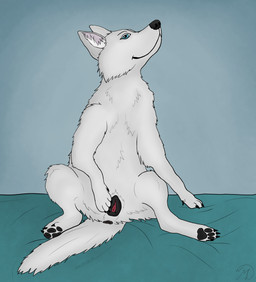 animal_genitalia animal_vulva anus bed bed_sheet bedding bedroom bedroom_eyes black_genitals blue_eyes canine_genitalia canine_vulva claws clitoris female feral fur furniture genitals looking_at_viewer narrowed_eyes on_bed paws presenting seductive sitting sitting_on_bed smile smirk solo spread_vulva spreading toe_claws touching_vulva vulva white_body white_fur maklykan canid canine canis domestic_dog husky mammal nordic_sled_dog spitz hi_res