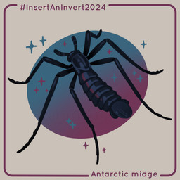 6_limbs antennae_(anatomy) black_body black_eyes feral glistening glistening_body hashtag multi_limb segmented_tail simple_background solo sparkles tail text white_background cuttledreams antartic_midge arthropod fly_(animal) insect midge_(insect) 1:1 2024 dated digital_drawing_(artwork) digital_media_(artwork) english_text species_name