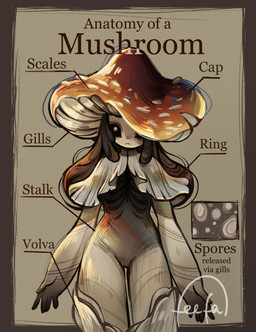 anatomy anatomy_chart capelet chart clothing female fly_agaric fungus hair information mushroom mushroom_cap nude solo text feefal elemental_creature elemental_humanoid fungi_fauna fungi_humanoid humanoid mushroom_humanoid biological_illustration english_text hi_res technical_illustration