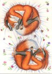 anthro curled duo female flower male multicolored_body nude plant simple_background sleeping white_background syntech canid canine fox mammal colored_pencil_(artwork) hi_res traditional_media_(artwork)