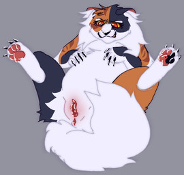 anus black_body black_fur claws clenched_teeth female feral fur genitals lying lying_on_ground multicolored_body multicolored_fur on_back on_ground orange_body orange_fur pawpads paws presenting presenting_vulva solo spread_legs spreading swollen_vulva teeth vulva white_body white_fur yellow_sclera yellow_teeth jinglecide warriors_(book_series) mapleshade_(warriors) domestic_cat felid feline felis mammal
