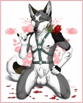 animal_genitalia anthro balls biped black_nipples black_nose black_sheath_slit chest_tuft claws closed_sheath_slit detached_sheath flaccid flower flower_in_mouth fully_sheathed fur genitals green_eyes grey_body grey_fur harness holding_flower holding_object kneeling looking_at_viewer male markings nipples nude penis plant rose_(flower) rose_in_mouth sheath sheath_slit simple_background solo tail teeth tuft truegrave9 kenova kenovawolf canid canine canis mammal wolf 2012