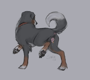 anatomically_correct anatomically_correct_anus anatomically_correct_genitalia anatomically_correct_vulva animal_genitalia animal_vulva anus black_body black_nose black_pawpads bodily_fluids brown_body brown_fur butt canine_genitalia canine_vulva claws dripping female feral fur genital_fluids genital_piercing genitals labia_piercing monotone_anus monotone_genitals pawpads paws piercing pink_anus pink_vulva presenting presenting_anus presenting_hindquarters presenting_vulva raised_leg raised_tail simple_background solo tail text vaginal_fluid_drip vaginal_fluids vulva vulva_piercing white_body white_fur snarling_darling sam_(tiquana) bernese_mountain_dog canid canine canis domestic_dog mammal molosser mountain_dog swiss_mountain_dog 2022 dated digital_drawing_(artwork) digital_media_(artwork) english_text