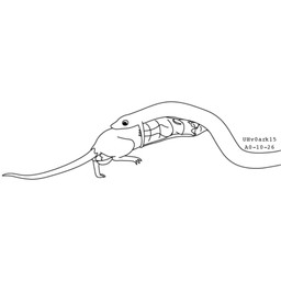 balls duo feral feral_pred feral_prey forced genitals head_first larger_pred male male/male male_prey nude_male nude_pred nude_prey open_mouth oral_vore size_difference tail translucent translucent_body unwilling_prey vore willing_pred urbanhermit mammal murid murine rat reptile rodent scalie snake 2000 black_and_white dated monochrome