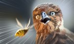 ambiguous_gender duo feral flying shocked xannador arthropod avian bird hymenopteran insect wasp 2023 dated digital_drawing_(artwork) digital_media_(artwork)