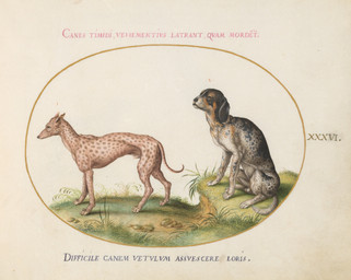animal_genitalia balls claws detailed_background digitigrade duo feral finger_claws floppy_ears folded_ears fully_sheathed fur genitals grass male male_feral markings paws plant quadruped sheath side_view sitting spots spotted_body spotted_fur standing tail text toe_claws joris_hoefnagel public_domain canid canine canis domestic_dog mammal 16th_century absurd_res ancient_art biological_illustration hi_res latin_text painting_(artwork) technical_illustration traditional_media_(artwork) traditional_painting_(artwork) traditional_watercolor_(artwork) translation_request watercolor_(artwork) zoological_illustration