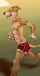 abs anthro athletic biceps biped black_nose bottomwear brown_body brown_fur canid canine canis clothed clothing demicoeur digital_media_(artwork) domestic_dog fangs fur greyhound hunting_dog jogging kwikdog male mammal muscular muscular_anthro nipples open_mouth pecs pose red_bottomwear red_clothing red_shorts running shorts sighthound solo standing tail teeth tongue tongue_out topless